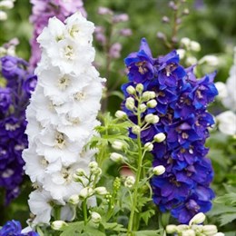 Perennial Sets