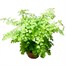 Adiantum rad: Fritz Luthi Houseplant - 12cm Pot Alternative Image