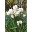 Gardman Conical Plant Support Ring - 60cm (07468) Alternative Image