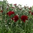 Longacres Choice - Chrysanthemum Mixed - 2L Pot Bedding Alternative Image