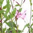 Longacres Choice - Gaura - 3L Pot Perennial Alternative Image