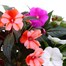 Longacres Choice - New Guinea Impatien - 3 x 13cm Pot Bedding Alternative Image