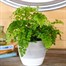 Adiantium fragrans Houseplant - 12cm Pot Alternative Image