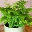 Adiantum rad: Fritz Luthi Houseplant - 12cm Pot Alternative Image