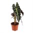 Alocasia Amazonica Polly Houseplant Alternative Image