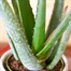 Aloe Vera Houseplant Alternative Image
