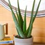 Aloe Vera Houseplant Alternative Image
