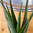Aloe Vera Houseplant Alternative Image