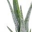 Aloe Vera Houseplant Alternative Image