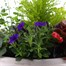 Amman Seasonal Bedding Planted Container 12 Inches - Summer Alternative Image