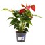 Anthurium Red Houseplant Alternative Image