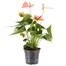 Anthurium Pink Houseplant Alternative Image