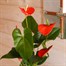 Anthurium Orange Houseplant Alternative Image