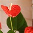 Anthurium Orange Houseplant Alternative Image