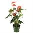 Anthurium Orange Houseplant Alternative Image