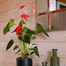 Anthurium Pink Houseplant Alternative Image