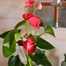 Anthurium Pink Houseplant Alternative Image