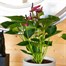 Anthurium Purple Houseplant Alternative Image