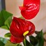Anthurium Red Houseplant Alternative Image