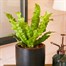 Asplenium Crispy Wave Houseplant - 12cm Pot Alternative Image