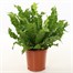 Asplenium Crispy Wave Houseplant - 12cm Pot Alternative Image
