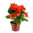 Begonia Orange Houseplant  Alternative Image