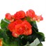 Begonia Orange Houseplant  Alternative Image