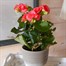 Begonia Pink Houseplant Alternative Image