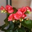 Begonia Pink Houseplant Alternative Image
