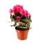 Begonia Pink Houseplant Alternative Image