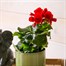 Begonia Red Houseplant Alternative Image