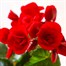 Begonia Red Houseplant Alternative Image