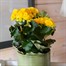 Begonia Yellow Houseplant Alternative Image
