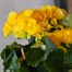 Begonia Yellow Houseplant Alternative Image