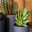 Cacti Mixed Houseplant Alternative Image