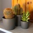 Cacti Mixed Houseplant Alternative Image