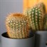 Cacti Mixed Houseplant Alternative Image