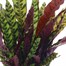Calathea Lancifolia Houseplant Alternative Image