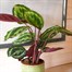 Calathea 'Medallion' Houseplant - 19cm Pot Alternative Image