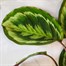 Calathea 'Medallion' Houseplant - 19cm Pot Alternative Image