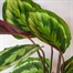 Calathea 'Medallion' Houseplant - 19cm Pot Alternative Image