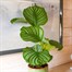 Calathea Orbifolia Houseplant Alternative Image
