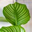 Calathea Orbifolia Houseplant Alternative Image