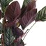 Calathea Sanderiana Houseplant Alternative Image