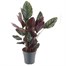 Calathea Sanderiana Houseplant Alternative Image