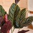 Calathea Sanderiana Houseplant Alternative Image