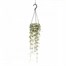 Ceropegia Woodii Houseplant Alternative Image