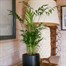 Chamaedorea Elegans Parlour Palm Houseplant Alternative Image