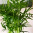 Chamaedorea Elegans Parlour Palm Houseplant Alternative Image