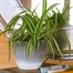 Chlorophytum Variegatum Houseplant - 12cm Pot Alternative Image